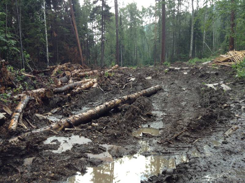 Фото голых девок в лесу. Секси обнаженка девушки в лес