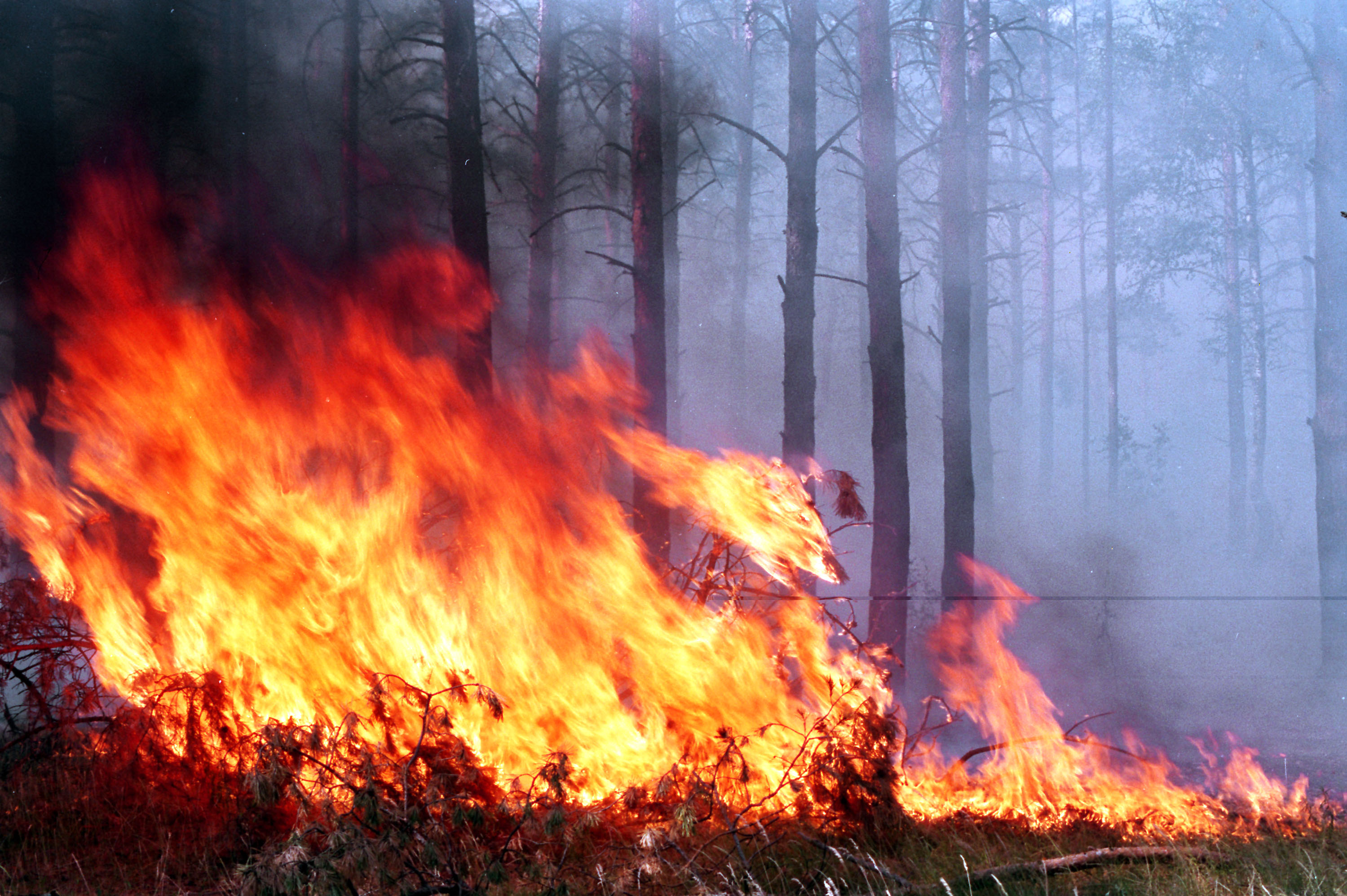 Почему горят пожары. Пожар. Пожар в лесу. Природные пожары. Пожар картинки.